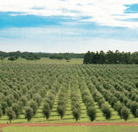 Fini Olives - Tourism Gold Coast