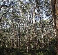 Boranup Karri Forest - Tourism Gold Coast
