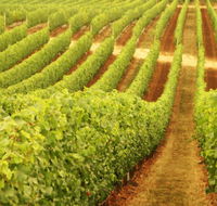 Darlington Estate Winery and Restaurant - Tourism Gold Coast