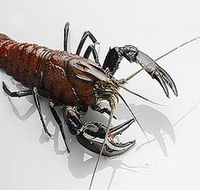 Andermel Marron - Tourism Gold Coast