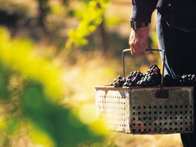 Burge Family Winemakers - Tourism Gold Coast 0