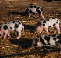 Will's Rare Breeds Farm - Tourism Gold Coast