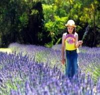 Brayfield Park Lavender Farm - Tourism Gold Coast