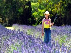 Brayfield Park Lavender Farm - Tourism Gold Coast 0