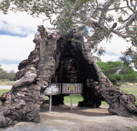 The Herbig Family Tree - Tourism Gold Coast
