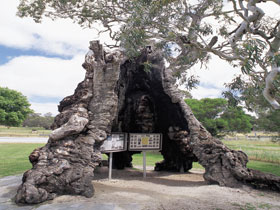 The Herbig Family Tree - Tourism Gold Coast 0