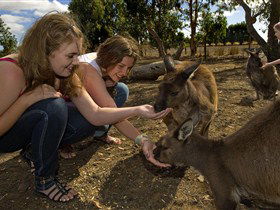 Seddon SA Tourism Gold Coast