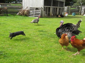 Echo Farm - Tourism Gold Coast 0