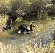 Tamar Island Wetlands Reserve and Interpretation Centre - Tourism Gold Coast