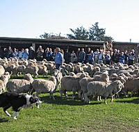 Curringa Farm - Accommodation and Farm Tours - Tourism Gold Coast