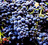 Laurel Bank Vineyard - Tourism Gold Coast