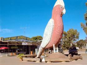 The Big Galah - Tourism Gold Coast 0