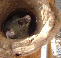 Mulga Sanctuary and Wildlife Park - Tourism Gold Coast