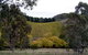 Mt Bera Vineyards - thumb 0