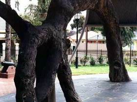 Old Gum Tree - Tourism Gold Coast 0