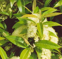 Tumbeela Native Bushfoods - Tourism Gold Coast