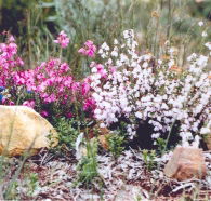 Stokes Bay Bush Garden - Tourism Gold Coast