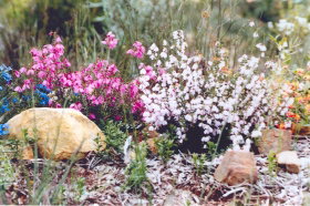 Stokes Bay Bush Garden - Tourism Gold Coast 0