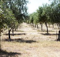 Talinga Grove Olive Oils - Tourism Gold Coast