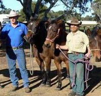 Coffin Bay Brumby Preservation Society Incorporated - Tourism Gold Coast