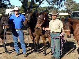 Coffin Bay Brumby Preservation Society Incorporated - Tourism Gold Coast 0