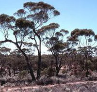 Clements Gap Conservation Park - Tourism Gold Coast