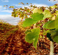 Mirabella Vineyards - Tourism Gold Coast