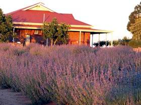 Bella Lavender Estate - Tourism Gold Coast 0