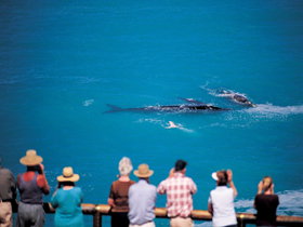 Nullarbor SA Tourism Gold Coast