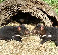 Wing's Wildlife Park - Tourism Gold Coast