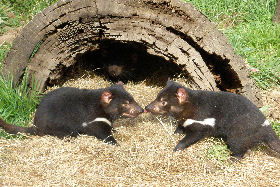 Wing's Wildlife Park - Gold Coast 0