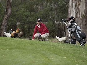 Tasmania Golf Club - The - Tourism Gold Coast 0
