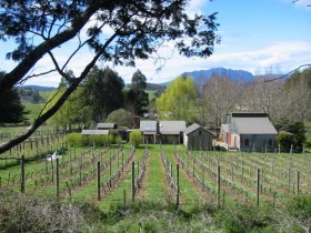Wilmot Hills Vineyard - Tourism Gold Coast 0