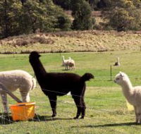 Maydena Country Cabins Accommodation  Alpaca Stud - Tourism Gold Coast