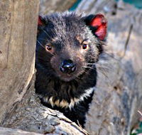 Trowunna Wildlife Sanctuary - Tourism Gold Coast