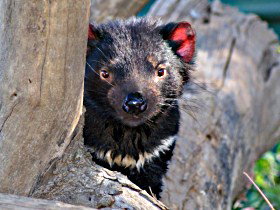 Trowunna Wildlife Sanctuary - Tourism Gold Coast 0