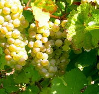 Winstead Vineyard - Tourism Gold Coast