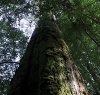 Styx Big Tree Reserve - Tourism Gold Coast