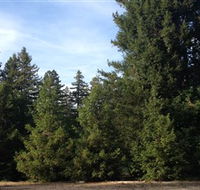 Pialligo Redwood Forest - Tourism Gold Coast