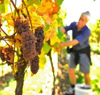 Native Point Wines - Tourism Gold Coast