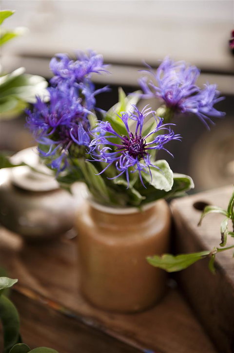 Salamanca Market - Tourism Gold Coast 1