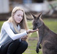 Bonorong Wildlife Sanctuary - Tourism Gold Coast