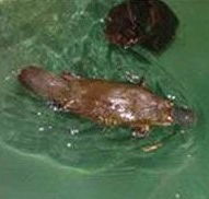 Platypus House - Tourism Gold Coast