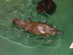 Platypus House - Tourism Gold Coast 0
