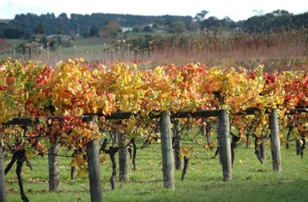 Apsley Gorge Vineyard - Gold Coast 0