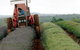 Bridestowe Lavender Farm - thumb 0