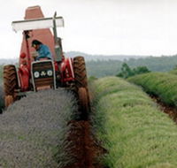 Bridestowe Lavender Farm - Tourism Gold Coast