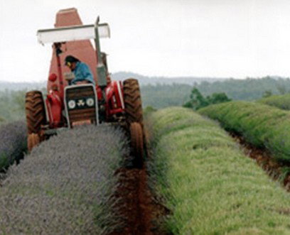 Bridestowe Lavender Farm - Tourism Gold Coast 0