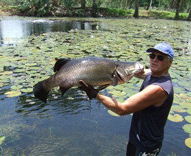 Barra Feeding - Tourism Gold Coast 0