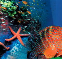 Indo Pacific Marine - Tourism Gold Coast
